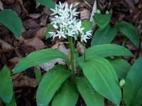 Freistehende Bärlauchblüten Gruppe